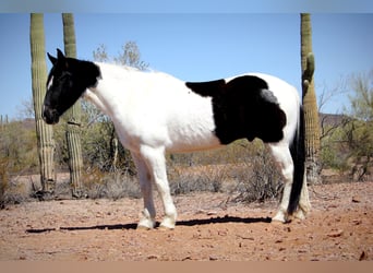 Cheval de trait Croisé, Hongre, 12 Ans, 160 cm