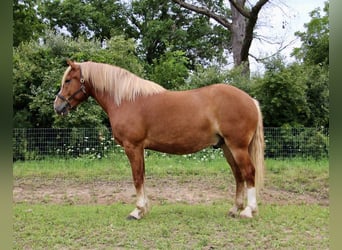 Cheval de trait, Hongre, 12 Ans, 163 cm, Alezan brûlé