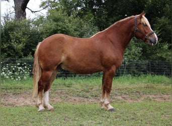 Cheval de trait, Hongre, 12 Ans, 163 cm, Alezan brûlé