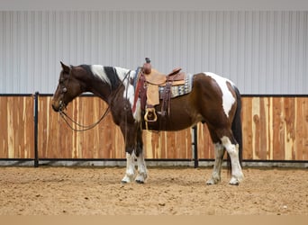 Cheval de trait Croisé, Hongre, 12 Ans, 163 cm, Pinto