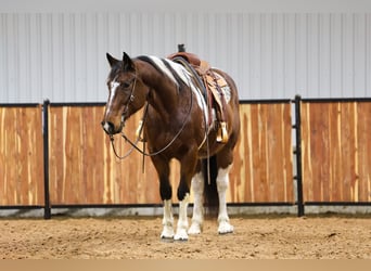 Cheval de trait Croisé, Hongre, 12 Ans, 163 cm, Pinto