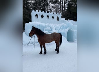 Cheval de trait, Hongre, 12 Ans, 163 cm, Roan-Bay