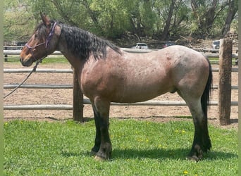 Cheval de trait, Hongre, 12 Ans, 163 cm, Roan-Bay