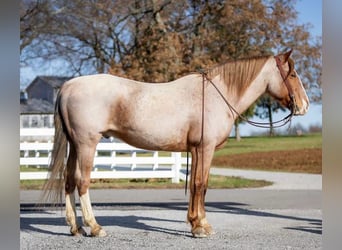 Cheval de trait Croisé, Hongre, 12 Ans, 163 cm, Rouan Rouge