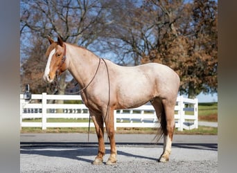 Cheval de trait Croisé, Hongre, 12 Ans, 163 cm, Rouan Rouge