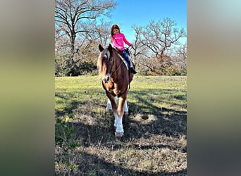 Cheval de trait, Hongre, 12 Ans, 178 cm, Alezan cuivré