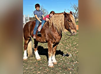 Cheval de trait, Hongre, 12 Ans, 178 cm, Alezan cuivré