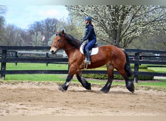 Cheval de trait, Hongre, 12 Ans, 178 cm, Bai cerise