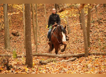 Cheval de trait Croisé, Hongre, 13 Ans, 147 cm, Bai cerise