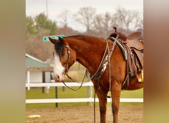 Cheval de trait Croisé, Hongre, 13 Ans, 147 cm, Bai cerise