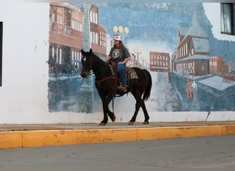 Cheval de trait, Hongre, 13 Ans, 155 cm, Bai cerise