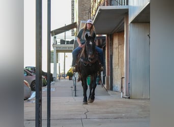 Cheval de trait, Hongre, 13 Ans, 155 cm, Bai cerise