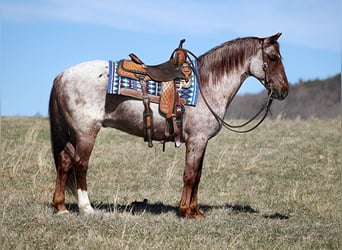 Cheval de trait, Hongre, 13 Ans, 155 cm, Rouan Rouge