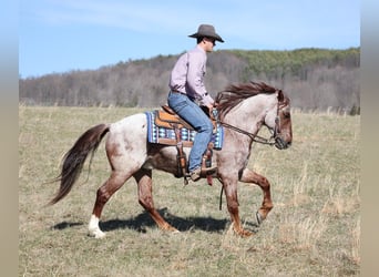 Cheval de trait, Hongre, 13 Ans, 155 cm, Rouan Rouge