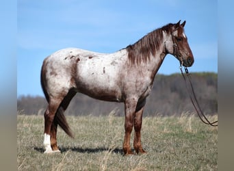 Cheval de trait, Hongre, 13 Ans, 155 cm, Rouan Rouge