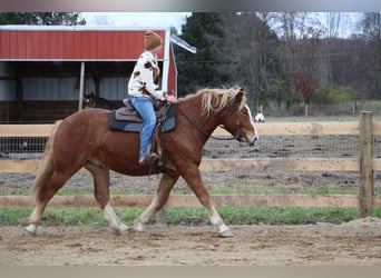 Cheval de trait, Hongre, 13 Ans, 157 cm, Alezan brûlé