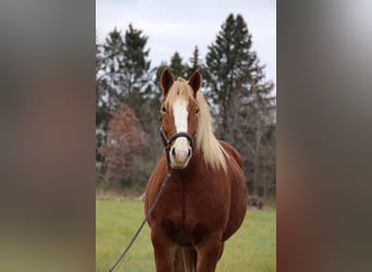 Cheval de trait, Hongre, 13 Ans, 157 cm, Alezan brûlé