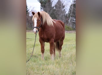 Cheval de trait, Hongre, 13 Ans, 157 cm, Alezan brûlé