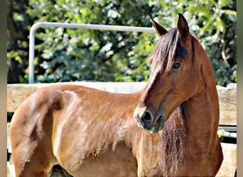 Cheval de trait, Hongre, 13 Ans, 160 cm, Bai cerise