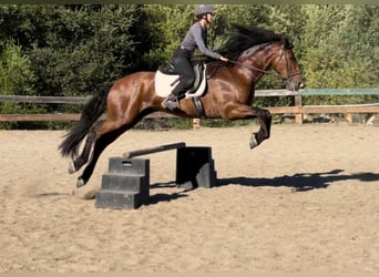 Cheval de trait, Hongre, 13 Ans, 160 cm, Bai cerise