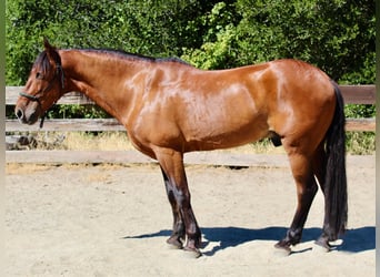 Cheval de trait, Hongre, 13 Ans, 160 cm, Bai cerise