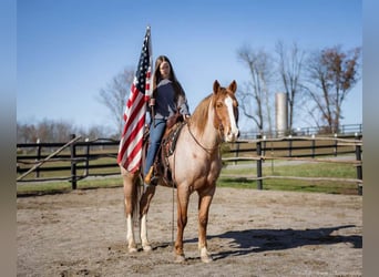 Cheval de trait Croisé, Hongre, 13 Ans, 163 cm, Rouan Rouge