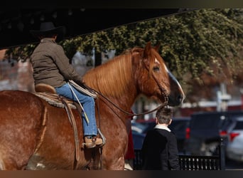 Cheval de trait, Hongre, 13 Ans, 168 cm, Alezan cuivré