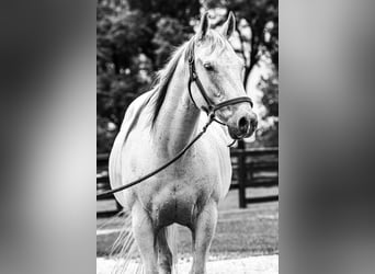 Cheval de trait, Hongre, 14 Ans, 155 cm, Gris