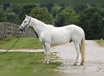 Cheval de trait, Hongre, 14 Ans, 155 cm, Gris