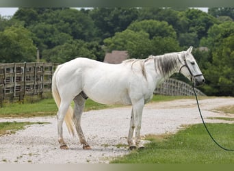 Cheval de trait, Hongre, 14 Ans, 155 cm, Gris
