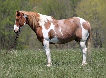 Cheval de trait, Hongre, 14 Ans, 155 cm, Tobiano-toutes couleurs