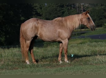 Cheval de trait Croisé, Hongre, 14 Ans, 157 cm, Rouan Rouge