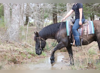 Cheval de trait Croisé, Hongre, 14 Ans, 160 cm, Noir