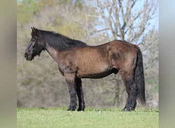 Cheval de trait Croisé, Hongre, 14 Ans, 160 cm, Noir