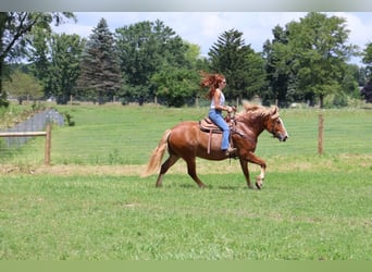 Cheval de trait, Hongre, 14 Ans, 163 cm, Alezan brûlé