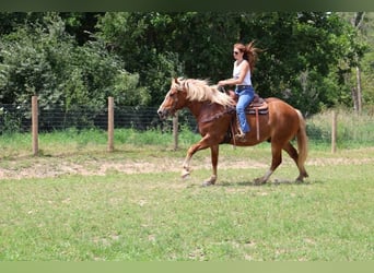 Cheval de trait, Hongre, 14 Ans, 163 cm, Alezan brûlé