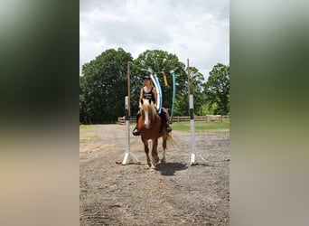 Cheval de trait, Hongre, 14 Ans, 163 cm, Alezan brûlé