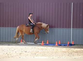 Cheval de trait, Hongre, 14 Ans, 163 cm, Alezan brûlé