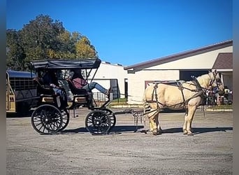 Cheval de trait Croisé, Hongre, 14 Ans, 163 cm, Palomino