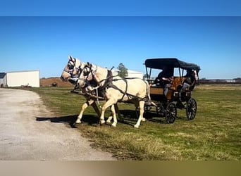 Cheval de trait Croisé, Hongre, 14 Ans, 163 cm, Palomino