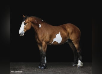 Cheval de trait, Hongre, 14 Ans, 165 cm, Overo-toutes couleurs