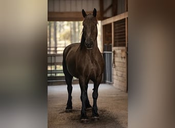 Cheval de trait, Hongre, 14 Ans, 168 cm, Noir