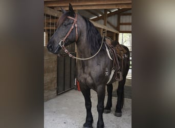 Cheval de trait, Hongre, 14 Ans, 168 cm, Noir