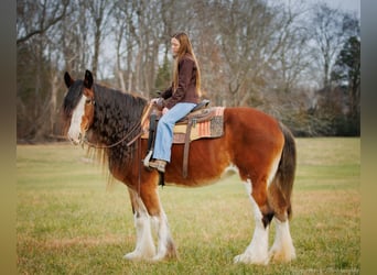 Cheval de trait, Hongre, 14 Ans, 175 cm, Roan-Bay