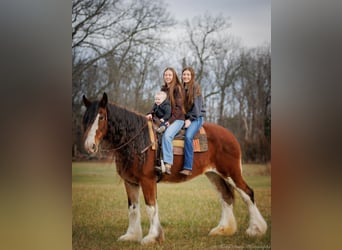 Cheval de trait, Hongre, 14 Ans, 175 cm, Roan-Bay