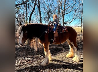 Cheval de trait, Hongre, 14 Ans, 175 cm, Roan-Bay