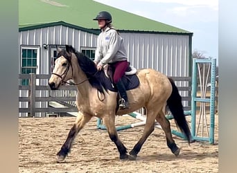 Cheval de trait, Hongre, 14 Ans, Buckskin