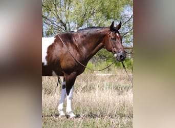 Cheval de trait, Hongre, 15 Ans, 157 cm, Bai cerise