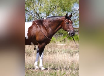 Cheval de trait, Hongre, 15 Ans, 157 cm, Tobiano-toutes couleurs