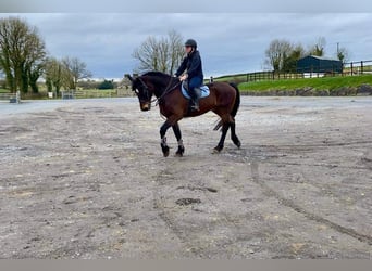 Cheval de trait, Hongre, 15 Ans, 165 cm, Bai